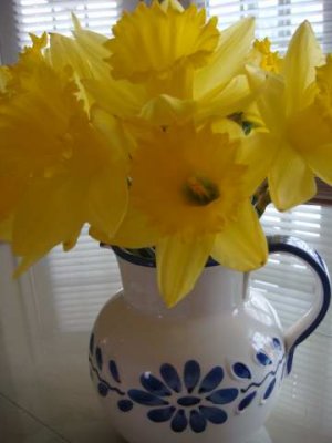daffodils jeff bought from the american cancer society- symbol of hope