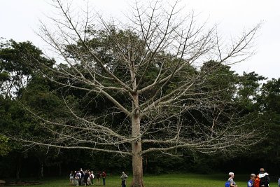 Ceiba tree, the tree of life 2181