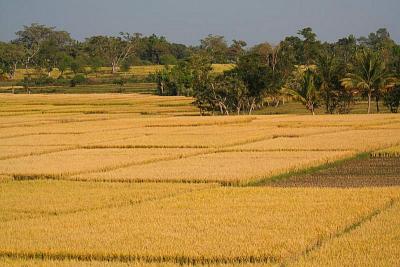 Rice fields near Brindavan Gardens