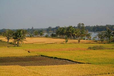 Rice fields near Brindavan Gardens