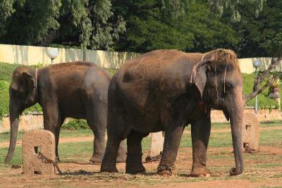 Elephants at Mysore Palace