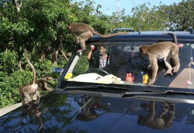 Macaques on another car near the bull