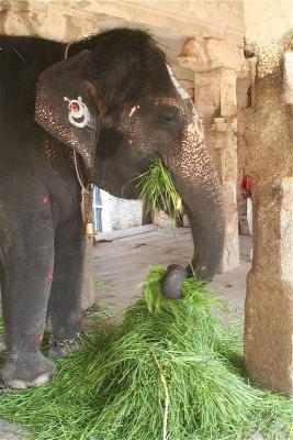 Elephant at leisure
