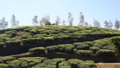 Trees are grown in tea fields to provide shade