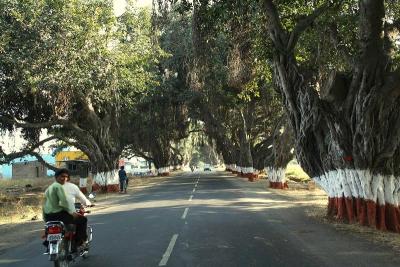 Road lined with banyan trees