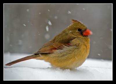  Female Cardinal in snow-s.jpg