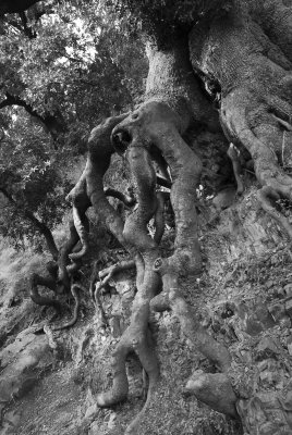 oak roots, asian part