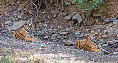 Tiger Cubs