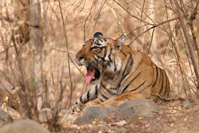 ranthambore_march_08