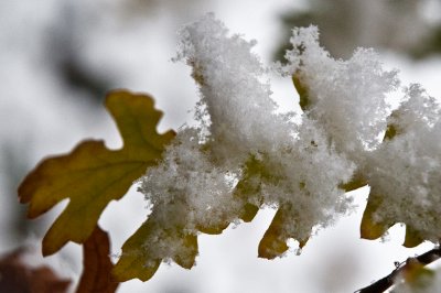 Snow in Pesaro,Winter 2010