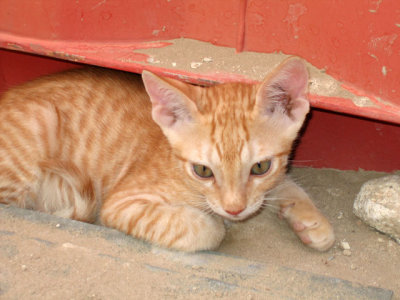Kitten3.jpg