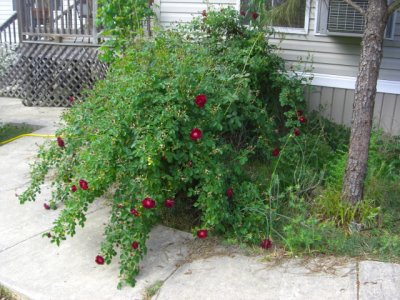 Volunteer rose bush...