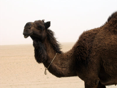 camel 9