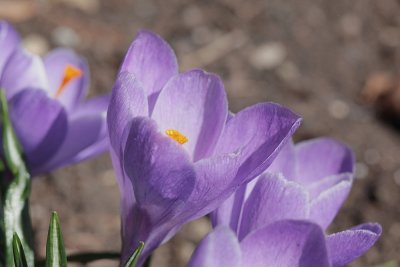 IMG_4328.jpg