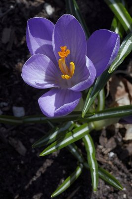 IMG_4336.jpg