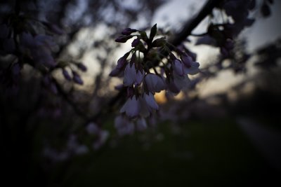oly21_2
