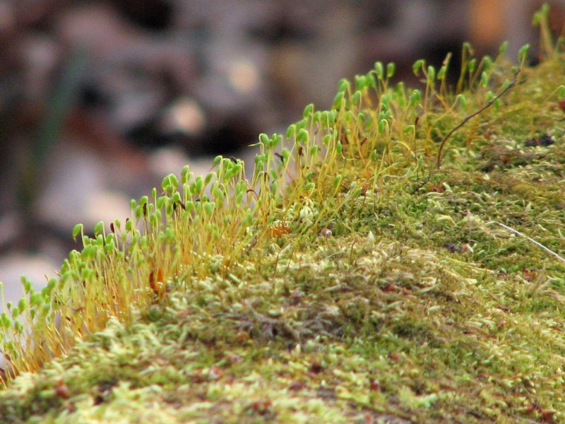 spring moss