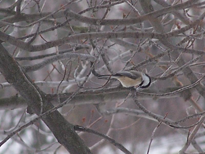 chickadee