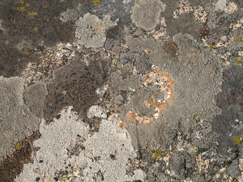 multiple rock lichen