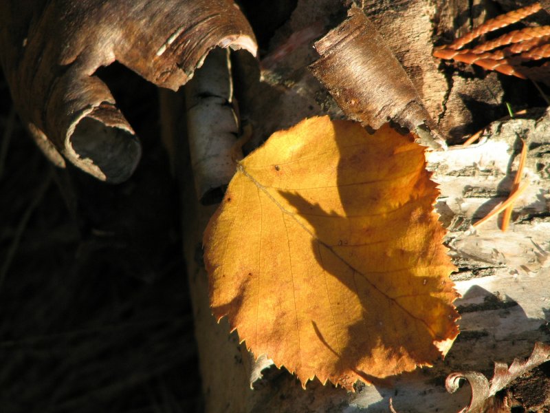 birch bark and dry leaves