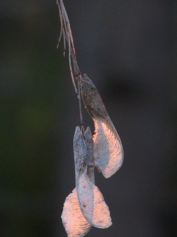 maple tree seed pods