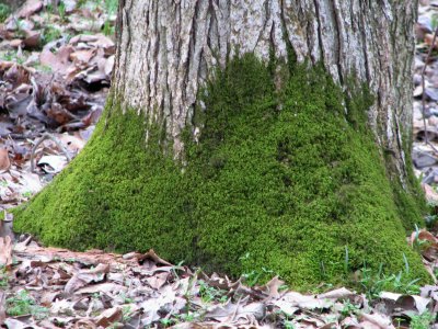 creeping moss