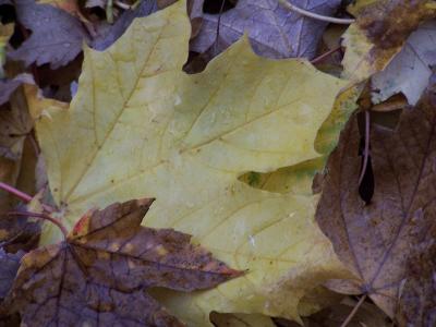 wet maple leaves