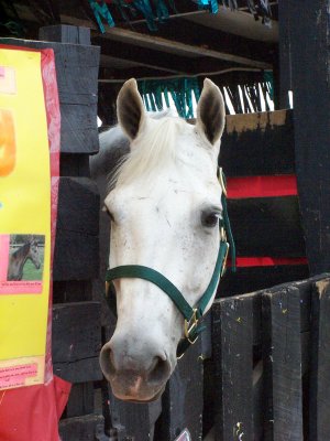 at the horse barn