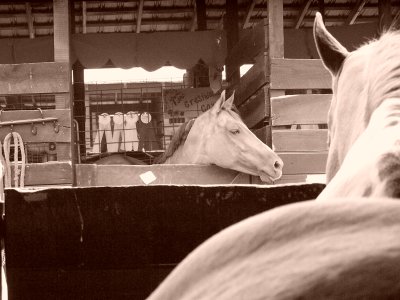 visiting the horse barns