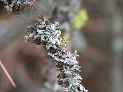 tree lichen