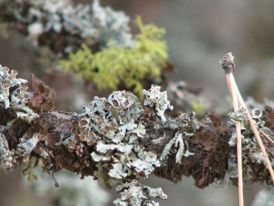 multiple tree lichen