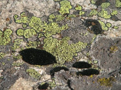 rock lichens