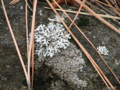lichen and pine needles