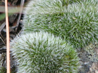 mossy lichen
