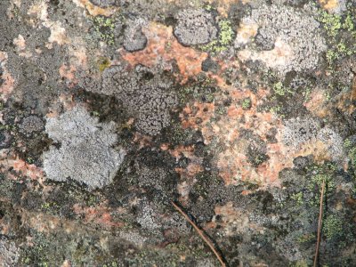 rock lichens