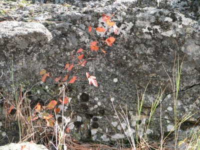 more rock lichens