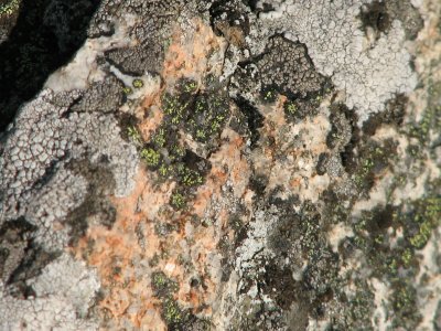 tri-colored lichens