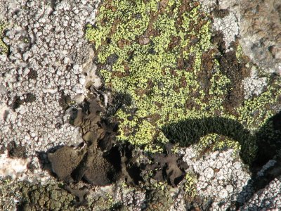 gray and green lichens