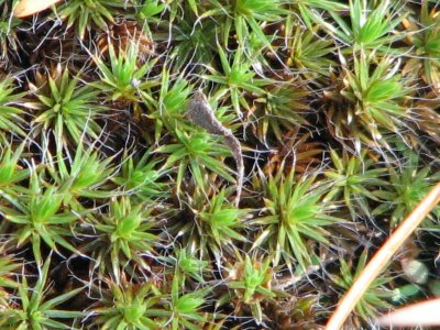 moss-like lichen