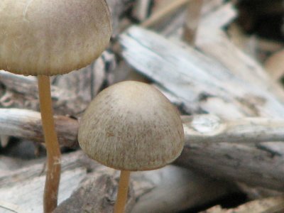 duel mushrooms