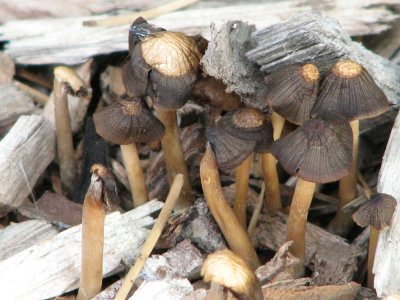 cluster of mushrooms in wood chips