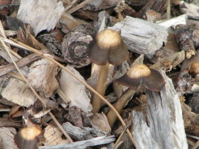 mushrooms in wood chips