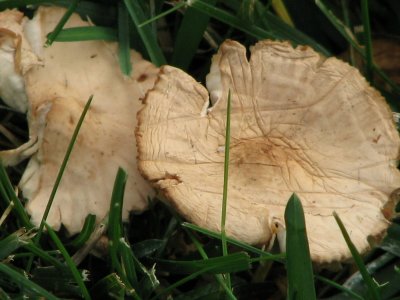 lawn mushrooms