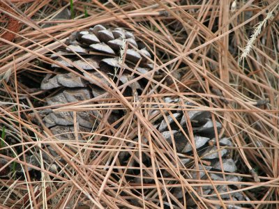 pine cones