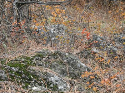 orange leaves and mossy rocks