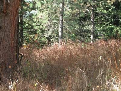 dry grasses and evergreens