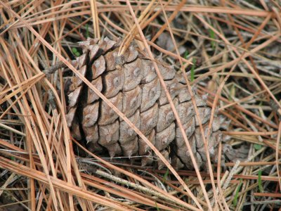 pine cone and needles