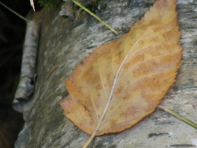 leaf on birch bark