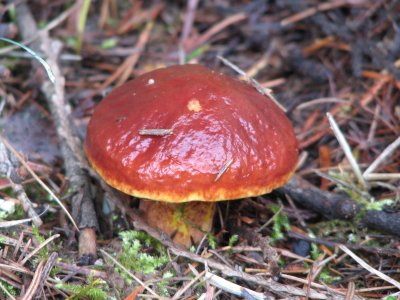 mushroom