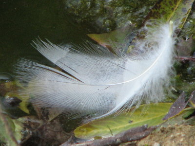white duck feather